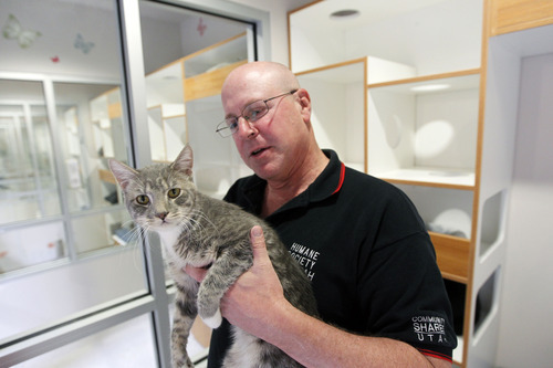 Al Hartmann  |  The Salt Lake Tribune
Carl Arky, communications director for Humane Society of Utah, pets one of the cats housed in one of the new 