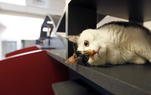 Al Hartmann  |  The Salt Lake Tribune
Cat relaxes on a shelf in his new temporary home in one of the four 