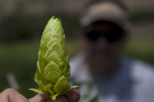 Chris Detrick  |  The Salt Lake Tribune
Chris Haas, brewmaster at Desert Edge Pub, hunts for wild hops in Summit County on Aug. 14, 2012.  Haas is one of several Utah brewers who go hop hunting to use the wild hops in their fall brews.