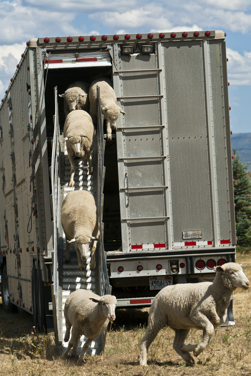 Chris Detrick  |  The Salt Lake Tribune
Around 300 wild sheep from the Cache National Forest are unloaded at Soldier Hollow Olympic Venue before the start of the Soldier Hollow Classic Wednesday August 29, 2012. The Soldier Hollow Classic will run Friday-Monday.