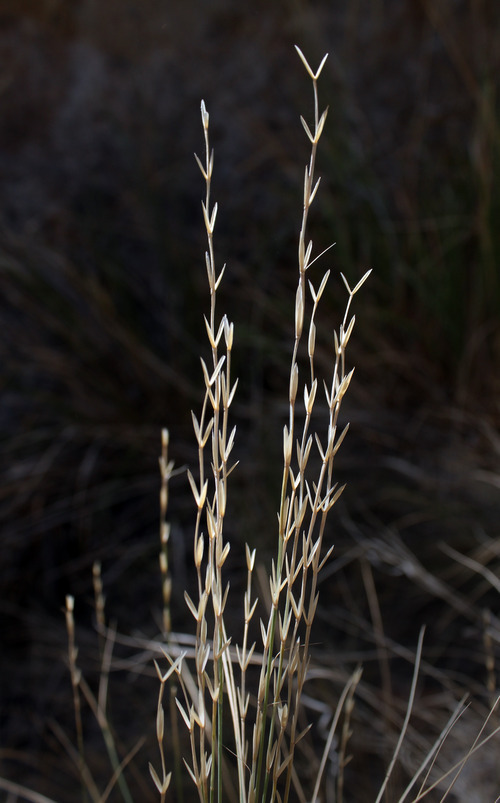 Rick Egan  | The Salt Lake Tribune 

Bluebunch wheatgrass is a native species that conservationists say is largely absent from the Duck Creek grazing allotment, east of Laketown, Utah, off Highway 30, Wednesday, July 25, 2012.