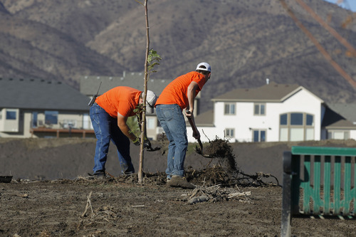 Al Hartmann  |  The Salt Lake Tribune
A Saratoga Springs public works employees removes debris and mud covering the base of a tree in an effort to save it in the city soccer park in the Jacobs Ranch subdivision on Tuesday, Sept. 4.