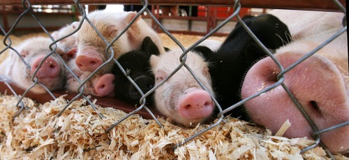 Tribune file photo

A sow and her piglets catch an afternoon nap during the opening day of the Utah State Fair on Sept. 8, 2011. This year's fair opens Thursday and continues through Sept. 16.