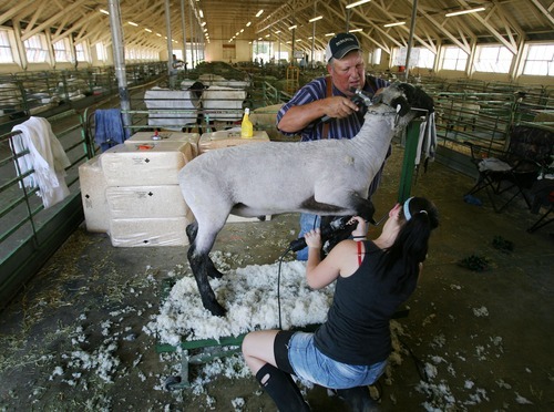 Steve Griffin  |  The Salt Lake Tribune

Larry Pauly, of Delta, works with his grandaughter, Shelbie Gage, of Logan, as they sheer a sheep during the opening day of the Utah State Fair in 2011. This year's fair opens Thursday and continues through Sept. 16.