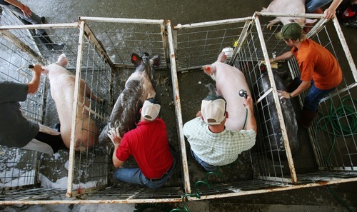 Steve Griffin  |  Tribune file photo
Pigs get their afternoon baths in the livestock area during the opening day of the 2011 Salt Lake County Fair. This year's fair runs through Saturday at the South Jordan Equestrian Center, 2100 W. 11400 South.