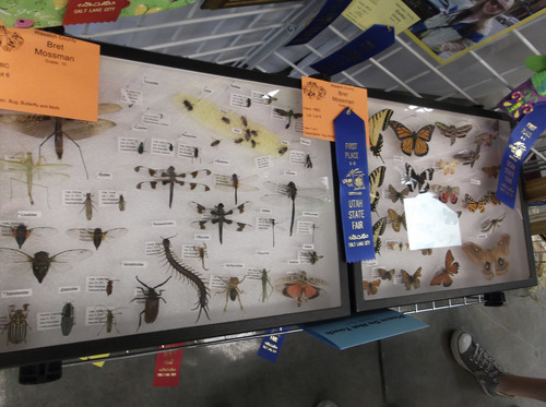 Sean P. Means  |  The Salt Lake Tribune
A display of insects by Bret Mossman, a 10th-grader in the Wasatch County 4H, draws the attention of fourth-graders at the Utah State Fair.