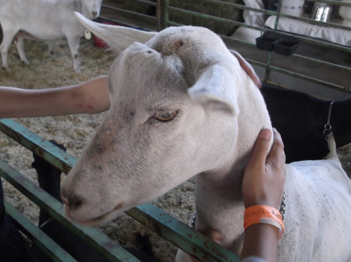 Sean P. Means  |  The Salt Lake Tribune
Kid to kid: Fourth-graders get their hands on a goat at the Utah State Fair.