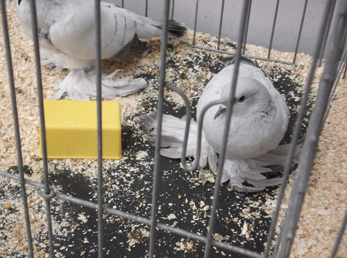 Sean P. Means  |  The Salt Lake Tribune
Seeing these ice pigeons on display Friday at the Utah State Fair, one fourth-grader said, 