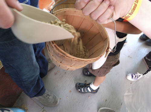 Sean P. Means  |  The Salt Lake Tribune
Fourth-graders fill baskets with corn feed Friday, in the 