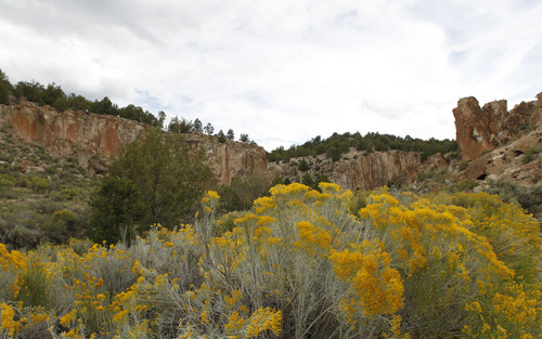 Al Hartmann  |  The Salt Lake Tribune
Rabbit brush is in full bloom at Fremont Indian State Park.  Granger High art students explored the area to see and sketch petroglyphs at Fremont Indian State Park. Students took a field trip with the Center for Documentary Expression and Art to look at Native American rock art and artifacts at the park earlier this month. They will use that experience to inspire them to create their own Native American mural that will be housed in their new school building.