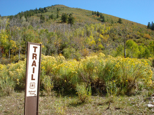 Nate Carlisle | The Salt Lake Tribune
The Clegg Canyon trail is lined with aspens and makes a great fall hike. The trail head is accessible via Daniels Canyon in Wasatch County.