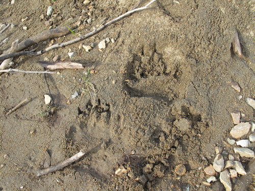 Grizzly tracks were waiting when a group of anglers from Tordrillo Mountain Lodge in Alaska arrived to float down Talachulitna Creek.
| Brett Prettyman/The Salt Lake Tribune