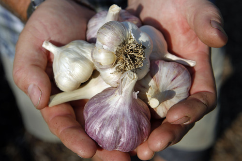 Al Hartmann  |  The Salt Lake Tribune
Adam Diehl holds some of the hardneck and softneck heirloom garlic on his urban plots in Midvale.  These were harvested in June and dried through the summer.