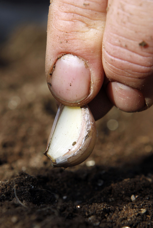 Al Hartmann  |  The Salt Lake Tribune
Adam Dielhl plants a garlic clove with the pointed side up about two inches deep.