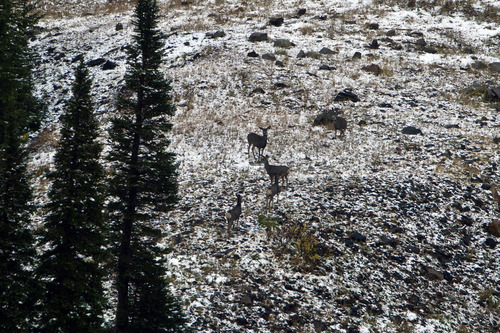 Chris Detrick  |  The Salt Lake Tribune
Deer walk around in the snow in Peruvian Gulch at Snowbird Tuesday September 25, 2012. Salt Lake City expected a high temperature of 75 Wednesday, up a few degrees from Tuesday's forecast; Ogden looked for 73 and 70 degrees, respectively; Logan 75 and 71; Provo 72 and 68; Wendover 75 and 74; Duchesne 68 and 65; Cedar City 73 and 72; St. George 86 degrees both days; and Moab, 78 and 76.