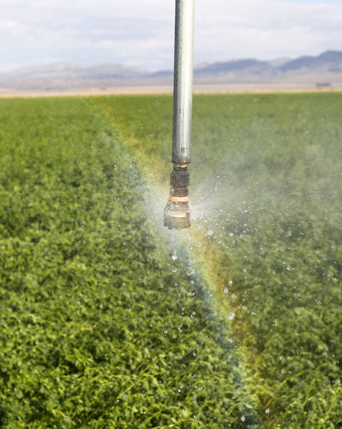 Al Hartmann  |  The Salt Lake Tribune
Water sprays from an irrigation system onto an alfalfa field on the Dean Baker ranch on the Nevada-Utah state line. Western Utah has been hardest hit by the worst drought on record. The Bakers feel lucky because they can pump water from aquifers.