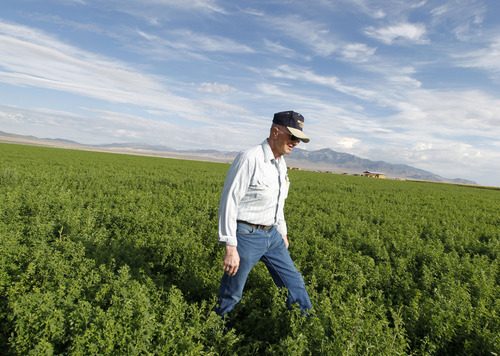 Al Hartmann  |  The Salt Lake Tribune
Longtime farmer and rancher Dean Baker walks through one of his alfalfa fields near the Utah-Nevada state line. He and his farmer sons feel lucky that they have the means and the wells to keep water on crops even through what has been the deepest drought on record. He uses computerized circular sprinklers to efficiently water his crops of alfalfa, corn and barley.