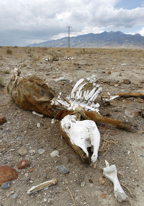 Al Hartmann    The Salt Lake Tribune
A cow carcass rots in the desert near Callao, Utah, during a dry September. Ranching, farming -- and basic survival -- is a challenge in this bone-dry environment even in normal years. But western Utah has just recorded its driest 12-month period on record.