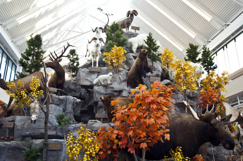 Chris Detrick  |  The Salt Lake Tribune
An animal display at Scheels Saturday September 29, 2012. Scheels opened its 220,000-square-foot mega-sporting goods store in Sandy. Featuring a 16-car Ferris wheel rising toward a skylight, a 16,000-gallon double-arched salt water aquarium, a boating department, game centers and a focus on fashionable apparel, the store is meant to be a fun destination, said Dan Hermanson, an assistant store leader.