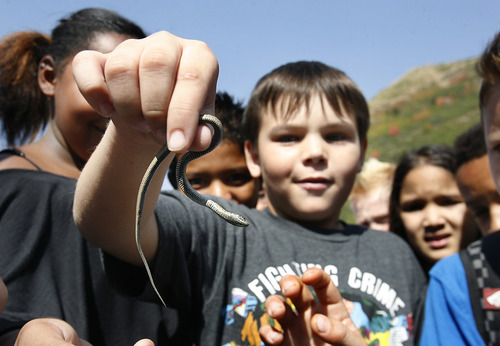 Scott Sommerdorf  |  The Salt Lake Tribune             
Gabe Cowert, from Liberty Elementary in Murray shows off a small snake he found in a meadow at Sundance Resort, Thursday, September 20, 2012. He and the rest of his class took part in an Kids in Nature Program to Sundance Resort. The snake was released unharmed.