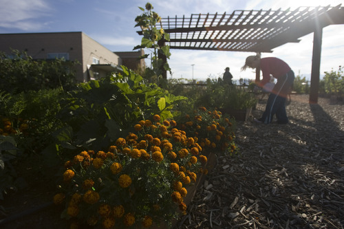 Kim Raff | The Salt Lake Tribune
Lisa Reid works in her garden plot at the Dancing Moose Montessori School that was created with the help of Probar, an organic snack company in West Valley City, Utah on September 14, 2012.