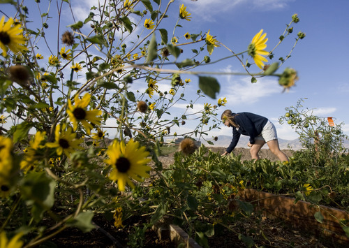 Kim Raff | The Salt Lake Tribune
Probar employee Natalie Vance looks at a garden plot she manages  at the Dancing Moose Montessori School who created the garden with the help of Probar, an organic snack company in West Valley City, Utah on September 14, 2012.