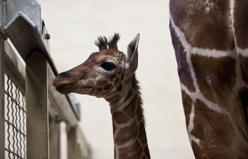 Lennie Mahler  |  The Salt Lake Tribune
The 11-day-old calf at Hogle Zoo wanders in the giraffe cages Wednesday, Oct. 3, 2012. The female giraffe currently measures in at six feet tall.