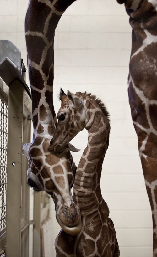 Lennie Mahler  |  The Salt Lake Tribune
The 11-day-old calf at Hogle Zoo and its mother, Kipenzi, in the giraffe cages Wednesday. The female giraffe currently measures in at six feet tall and has yet to receive a name.