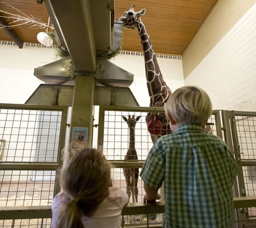 Lennie Mahler  |  The Salt Lake Tribune
Emmi, 5, and Jack, 3, watch the 11-day-old calf, right, and mother, Kipenzi, at Hogle Zoo in the giraffe cages Wednesday, Oct. 3, 2012. The new female giraffe currently measures in at six feet tall and is yet to receive a name.