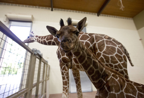 Lennie Mahler  |  The Salt Lake Tribune
The 11-day-old calf, right, and mother, Kipenzi, at Hogle Zoo in the giraffe cages Wednesday, Oct. 3, 2012. The new female giraffe currently measures in at six feet tall and is yet to receive a name.