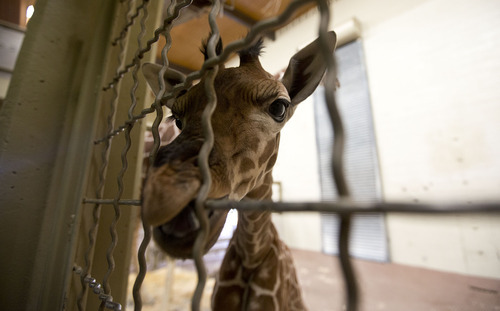 Lennie Mahler  |  The Salt Lake Tribune
The 11-day-old calf at Hogle Zoo in the giraffe cages Wednesday, Oct. 3, 2012. The female giraffe currently measures in at six feet tall.