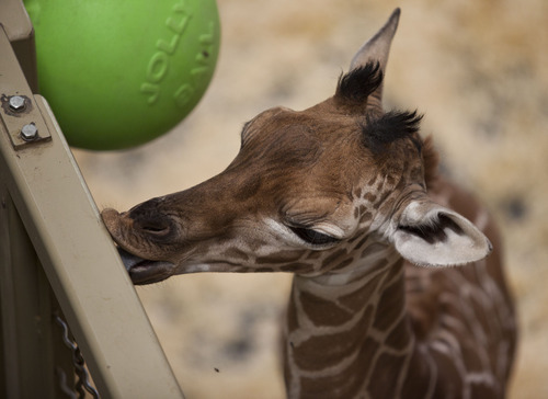 Lennie Mahler  |  The Salt Lake Tribune
The 11-day-old calf at Hogle Zoo gets a taste of a metal bar in the giraffe cages Wednesday, Oct. 3, 2012. The female giraffe currently measures in at six feet tall.