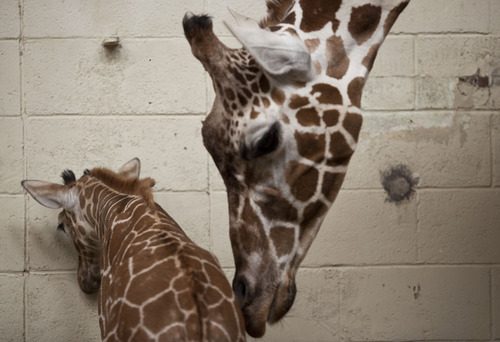 Lennie Mahler  |  The Salt Lake Tribune
The 11-day-old calf at Hogle Zoo and its mother, Kipenzi, in the giraffe cages Wednesday, Oct. 3, 2012. The female giraffe currently measures in at six feet tall and has yet to receive a name.