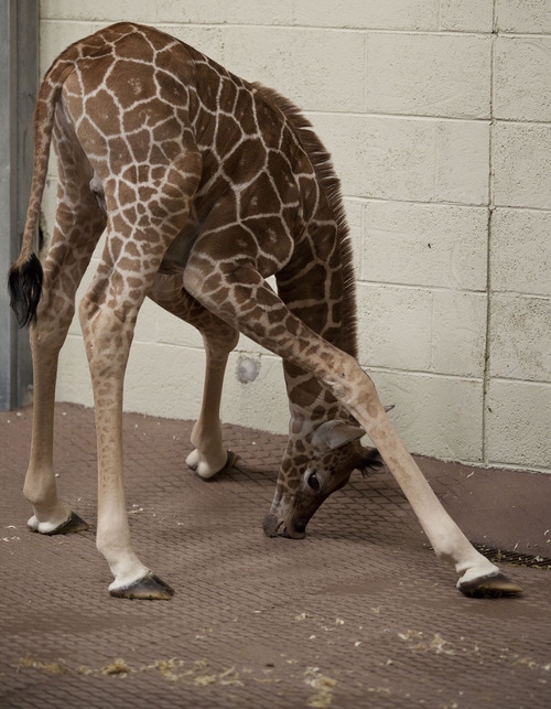 Lennie Mahler  |  The Salt Lake Tribune
The 11-day-old calf at Hogle Zoo reaches for hay on the ground in the giraffe cages Wednesday, Oct. 3, 2012. The female giraffe currently measures in at six feet tall.