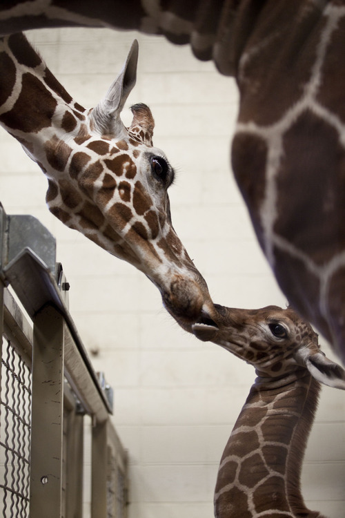 Lennie Mahler  |  The Salt Lake Tribune
The 11-day-old calf at Hogle Zoo and its mother, Kipenzi, in the giraffe cages Wednesday, Oct. 3, 2012. The female giraffe currently measures in at six feet tall and has yet to receive a name.