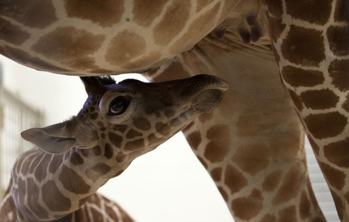 Lennie Mahler  |  The Salt Lake Tribune
The 11-day-old calf at Hogle Zoo nurses from its mother, Kipenzi, in the giraffe cages Wednesday, Oct. 3, 2012. The female giraffe currently measures in at six feet tall and has yet to receive a name.