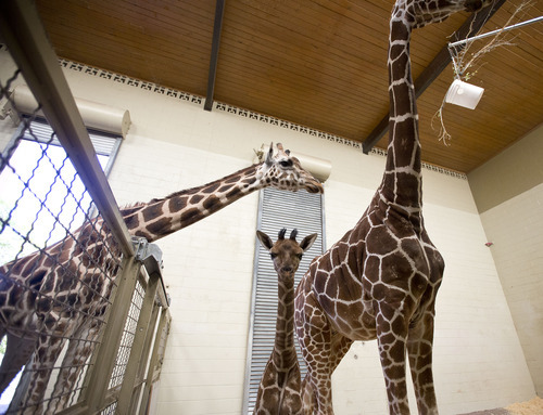 Lennie Mahler  |  The Salt Lake Tribune
The 11-day-old calf, center, with other giraffes at Hogle Zoo on Wednesday, Oct. 3, 2012. The new female giraffe currently measures in at six feet tall.