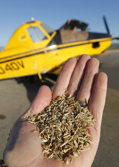 Al Hartmann  |  The Salt Lake Tribune
Seed mixture of native and non-native grasses to be loaded on planes to be spread from the air across area burned during this summer's Wood Hollow Fire near Mount Pleasant.