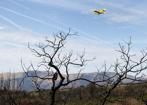 Al Hartmann  |  The Salt Lake Tribune
Native and non-native seed mixture is spread by plane across  areas burned by this summer's Wood Hollow Fire near Mount Pleasant. The seeds will help with erosion problems and provide food for wildlife as the ground heals.