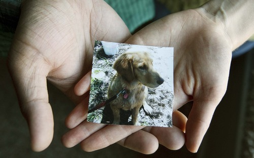 Leah Hogsten  |  The Salt Lake Tribune
Autumn and Naveen Pammi hold a photo of Rusty Saturday, October 6 2012 in North Salt Lake. The family's golden retriever, Rusty, died suddenly in August as a pest company was spraying a hazardous herbicide at their neighbor's house next door. The incident has prompted the couple to speak up about the dangers of pesticides and support another valley resident's efforts to get Utah to adopt a neighbor notification law