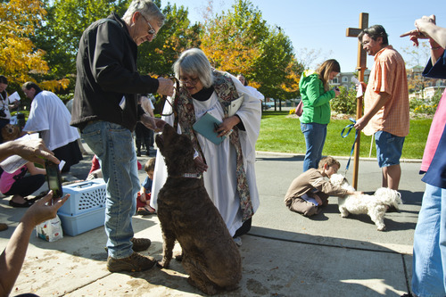 Chris Detrick  |  The Salt Lake Tribune
Vicar Lyn Briggs blesses Sophie, 5, a goldendoodle from Bountiful, as owner Steve Ober watches, during the Blessing of the Beasts at the Episcopal Church of the Resurrection in Centerville Saturday October 6, 2012. This annual event was a continuation of the commemoration of St. Francis of Assisi and his love of all creatures.