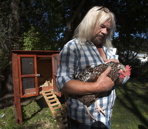 Steve Griffin | The Salt Lake Tribune


Terry MacArthur, 62, holds one of his chickens in the backyard of his Ogden, Utah home Monday October 8, 2012. MacArthur ives on VA disability and recently bought this home in Ogden, a place he believed allowed backyard chickens. He had checked the city ordinances online and found they had certain guidelines and requirements but the statutes said they were allowed. Recently he received a citation from the city telling him he had to get rid of them within 15 days because the city's code enforces said zoning does not allow backyard chickens and the ordinances he read are old ones that are still on the books. After 15 days, fines kick in and get pretty hefty over time, even with threatened criminal prosecution. MacArthur and his wife love their six chickens and plan to fight to keep them.