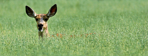 Steve Griffin |  Tribune file photo
A mule deer grazes in a field near Park CIty in July 2012.