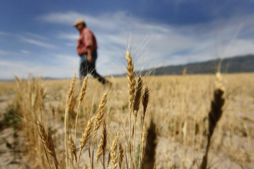 Scott Sommerdorf  |  The Salt Lake Tribune             
Jim Smith, a dry land wheat farmer in Cedar Valley, walks in a wheat field that will yield less than expected this year due to the drought. Smith is owed money by the Lehi Roller Mills, but says he'll wait out payment because of the Mills' importance to local farmers. Smith's family has been doing business with the Roller Mills since 1916. Photographed on his land near Cedar Fort, Monday, July 23, 2012.