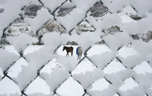 Scott Sommerdorf  |  The Salt Lake Tribune              
Horses examine a field of newly fallen snow as seen through a chain link fence on Big Cottonwood Canyon Road, Thursday morning, Oct. 25, 2012.