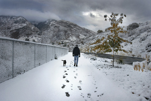 Scott Sommerdorf  |  The Salt Lake Tribune              
A man walks his dog through newly fallen snow on Big Cottonwood Canyon Road, Thursday, Oct. 25, 2012.
