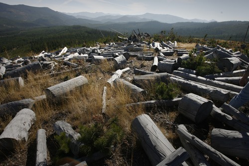 Rick Egan  |  The Salt Lake Tribune 

Crews stripped bark from the remnants of trees that were killed by the mountain pine beetle in the mountains near the border of Alberta and British Columbia, Canada, Friday, September 28, 2012.