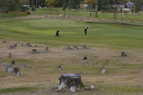 Rick Egan  | The Salt Lake Tribune 

Stumps are all that remain from thousands of trees that were chopped down, due to attacks by the mountain pine beetle, at the Prince George Golf and Curling Club, Monday, September 24, 2012.