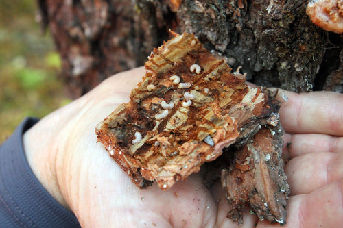 Rick Egan  |  The Salt Lake Tribune

Mountain pine beetle larvae, living inside the bark of a tree in a forest near Grande Prairie, Wednesday, September 19, 2012.