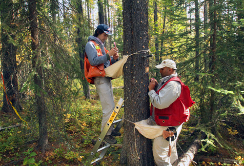 Rick Egan  |  The Salt Lake Tribune 

Michael O'Brien (left) and Gurp Thandi (right), Canadian Forest Service technicians, count the beetle larva living inside the bark of a tree near Grande Prairie, Alberta, Wednesday, September 19, 2012. Their agency is attempting to document the influence of temperature on beetle development.
